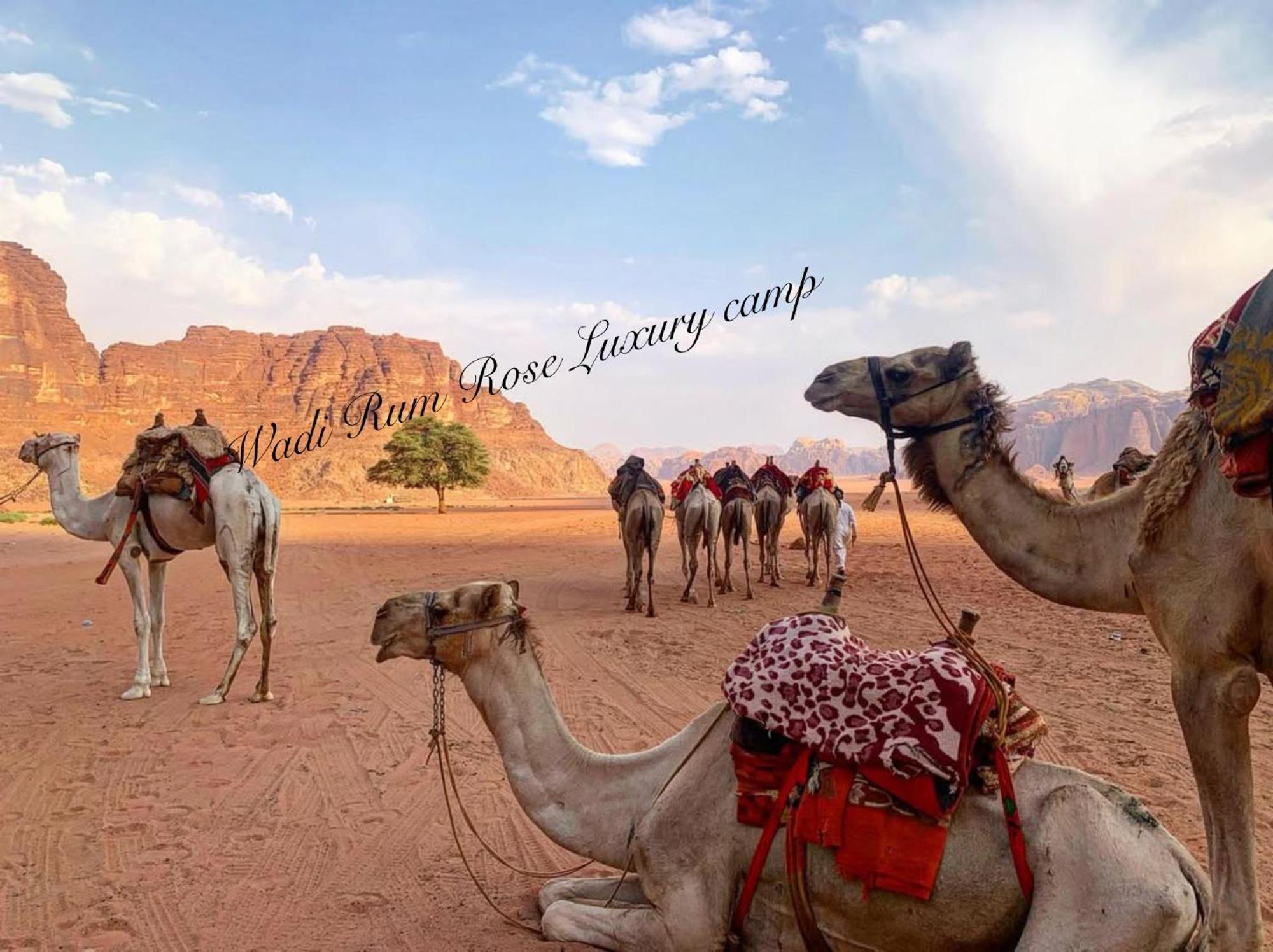 Wadi Rum Rose Luxury Camp Ngoại thất bức ảnh
