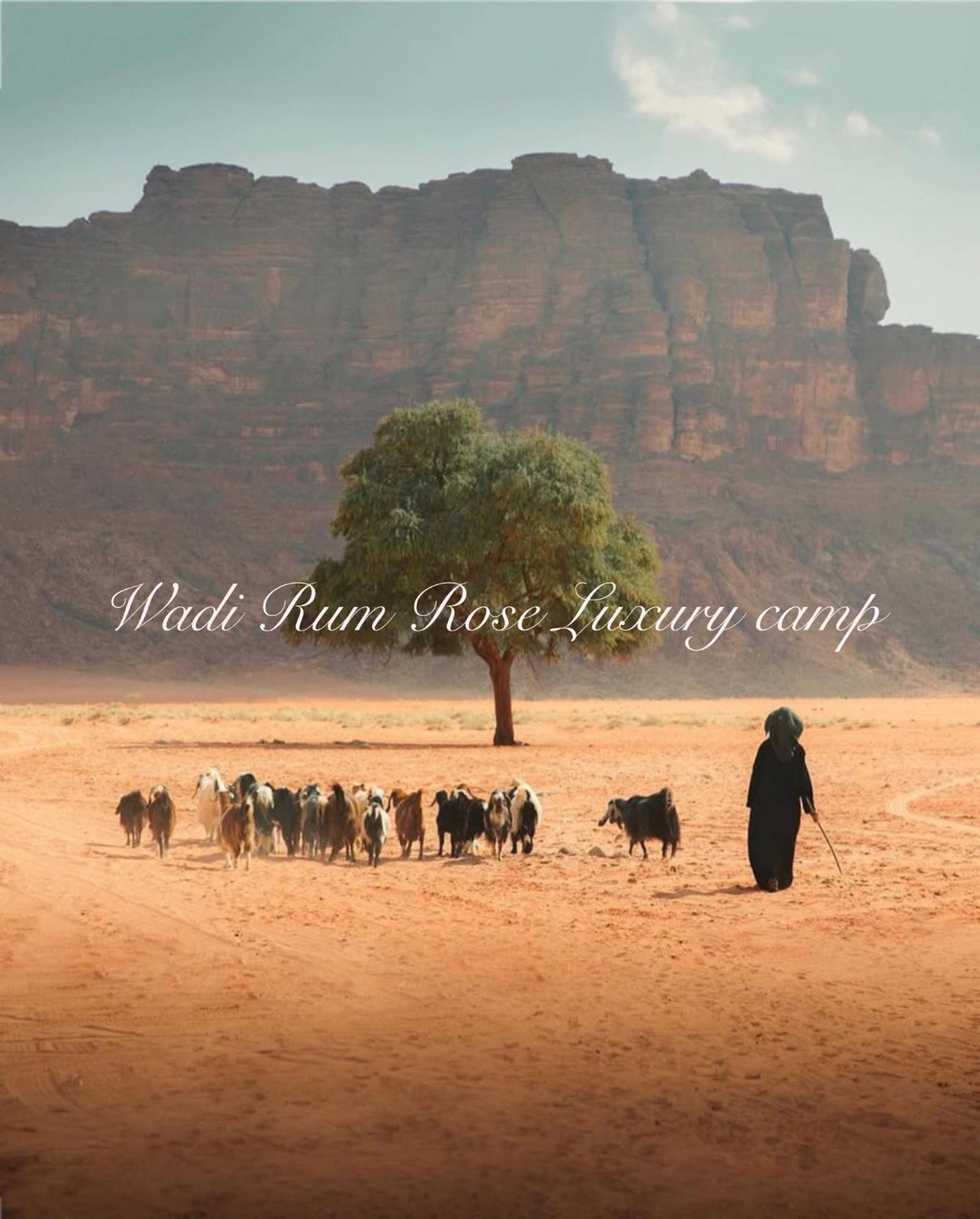 Wadi Rum Rose Luxury Camp Ngoại thất bức ảnh